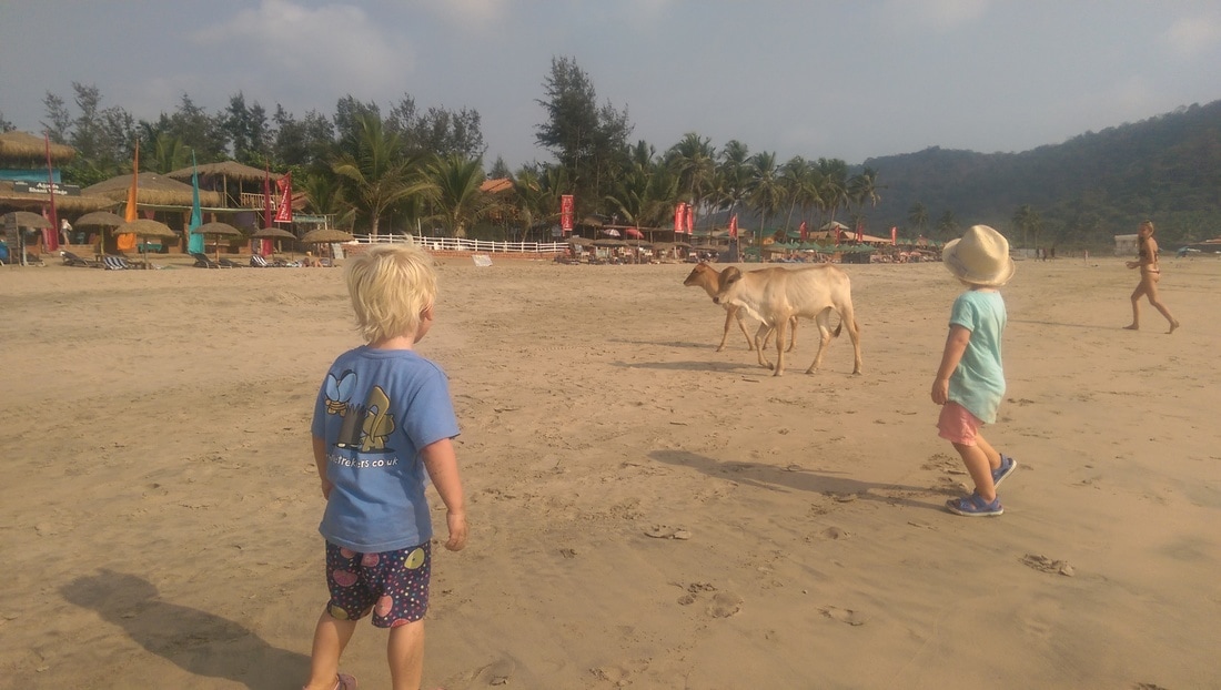 Agonda beach cows