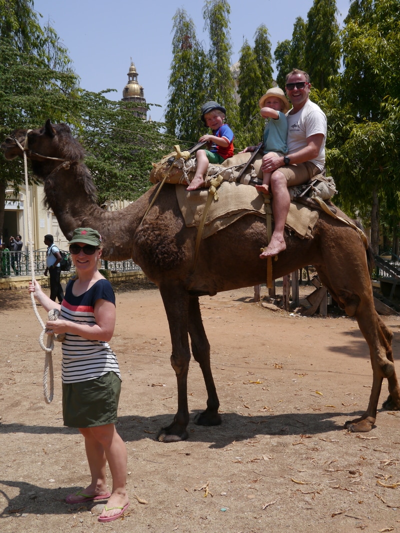 Camels mysore palace
